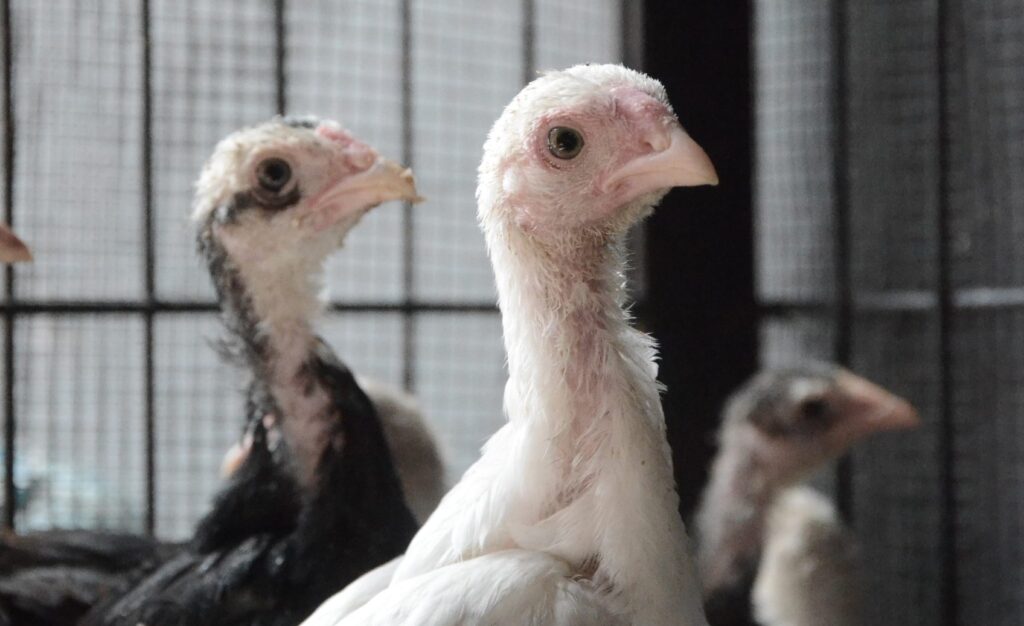 Turkeys in cage with bars on gloomy gray background